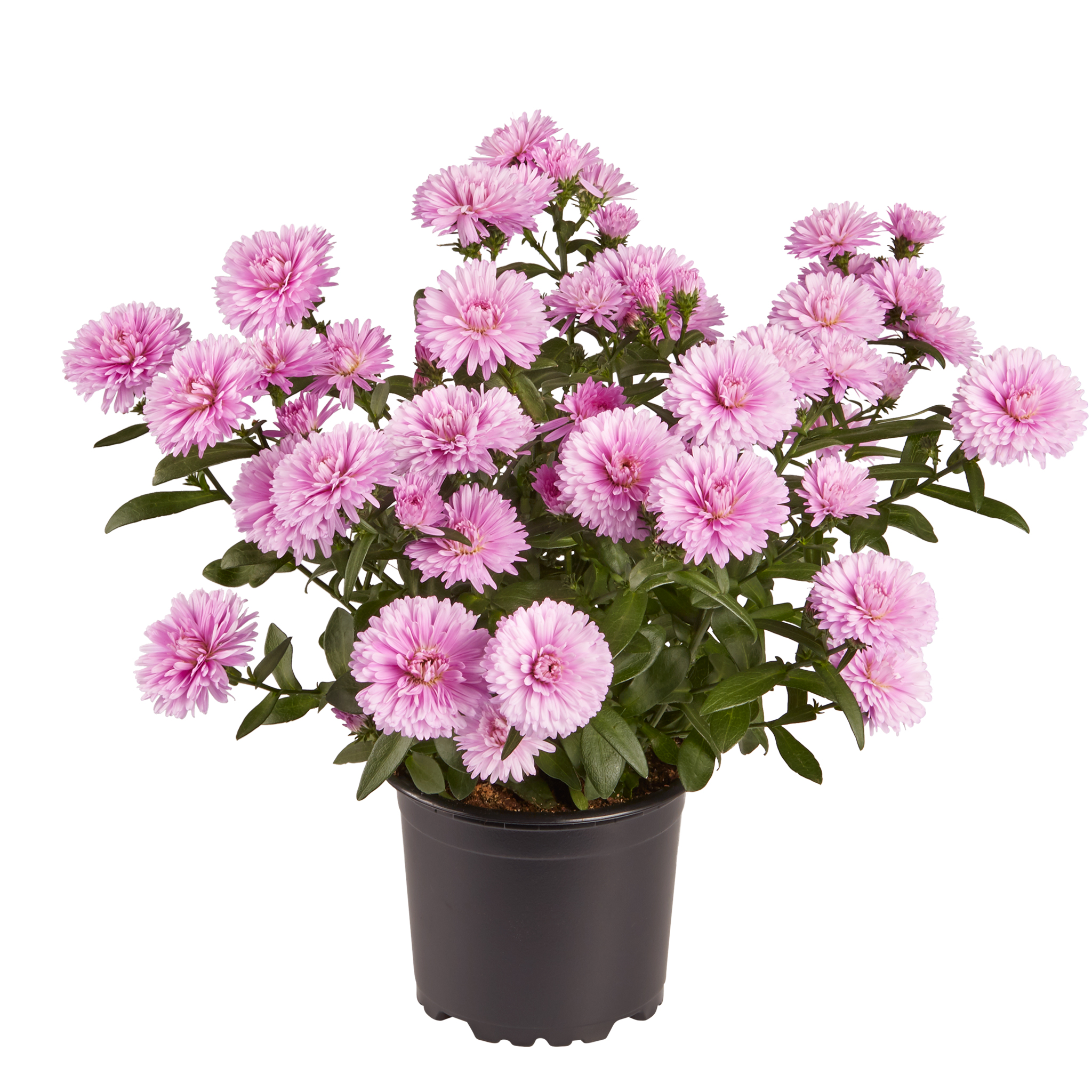 VictoriaAster® 11 cm