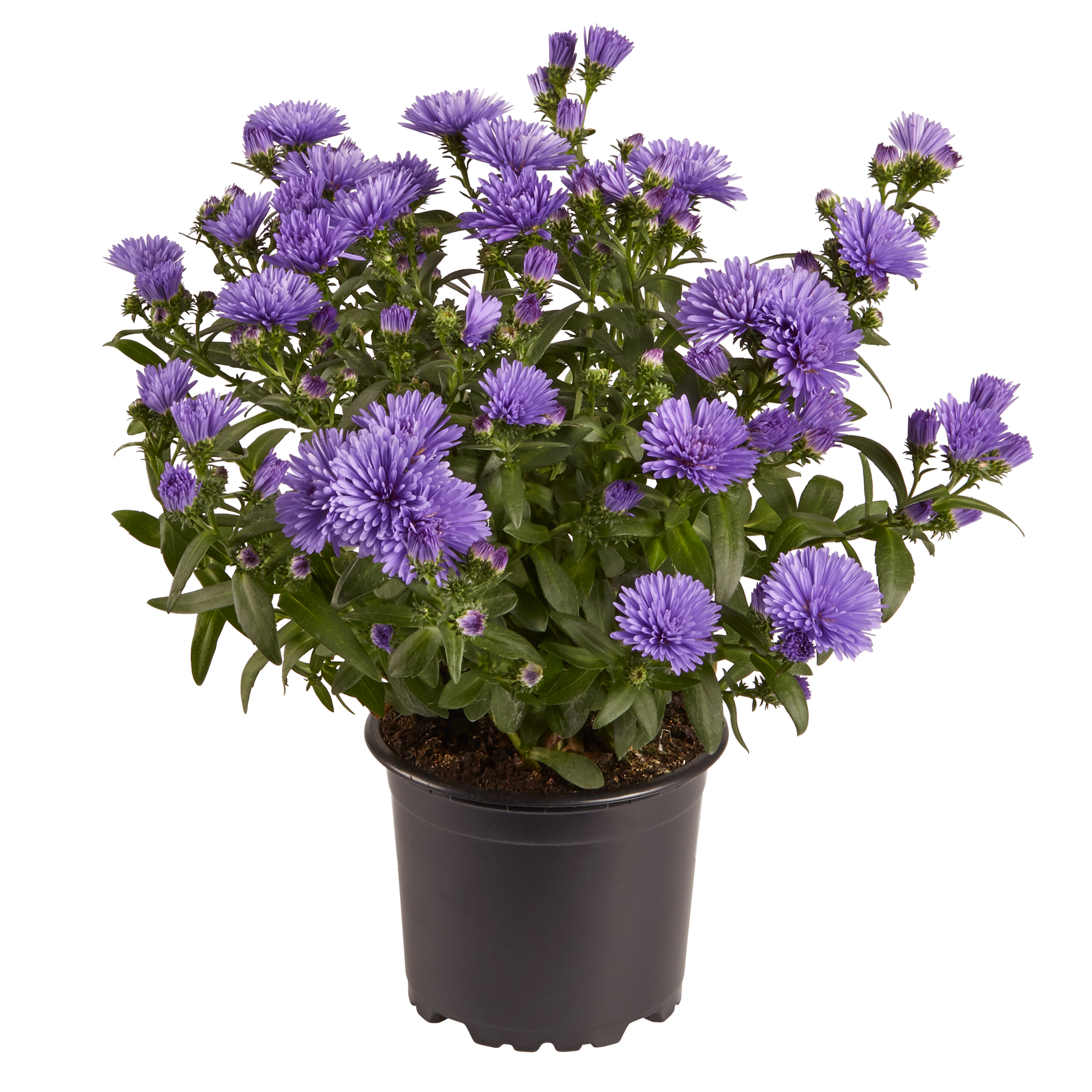 VictoriaAster® 11 cm