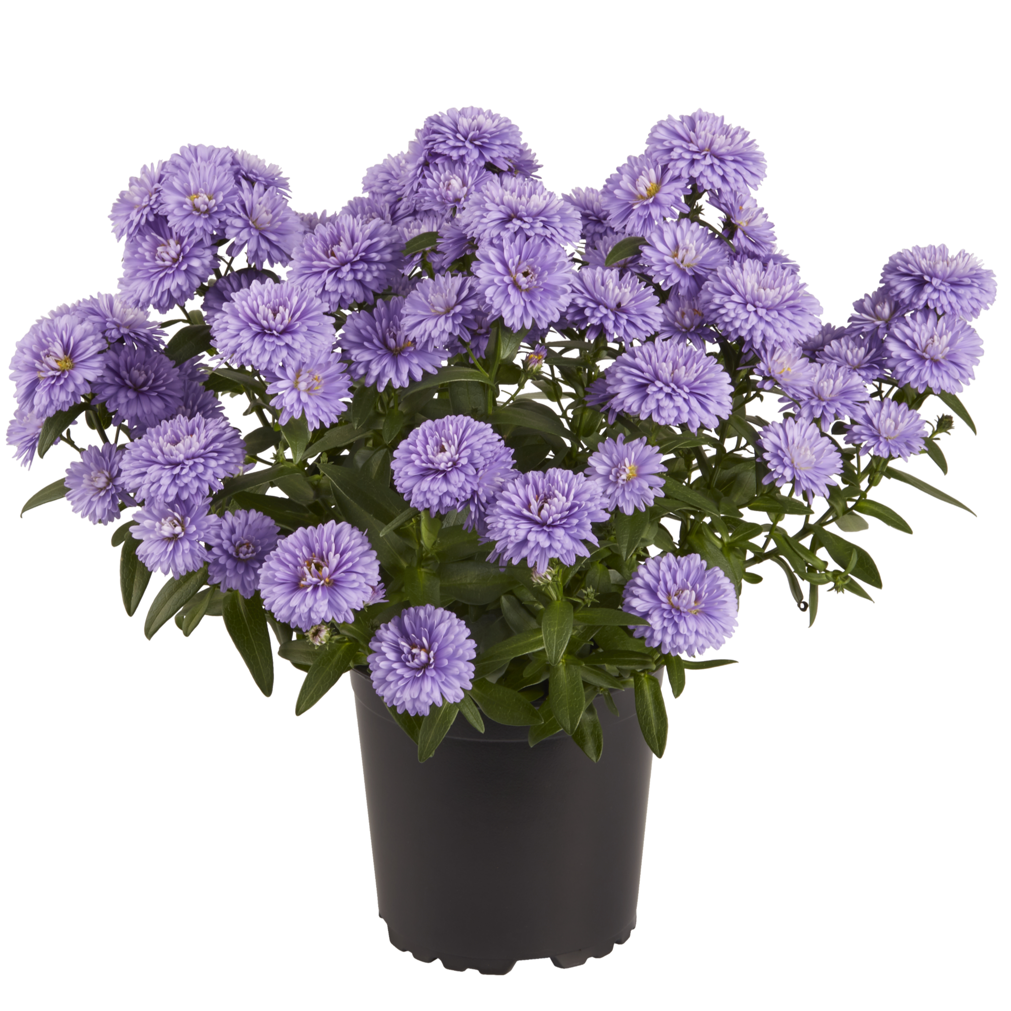 VictoriaAster® 11 cm