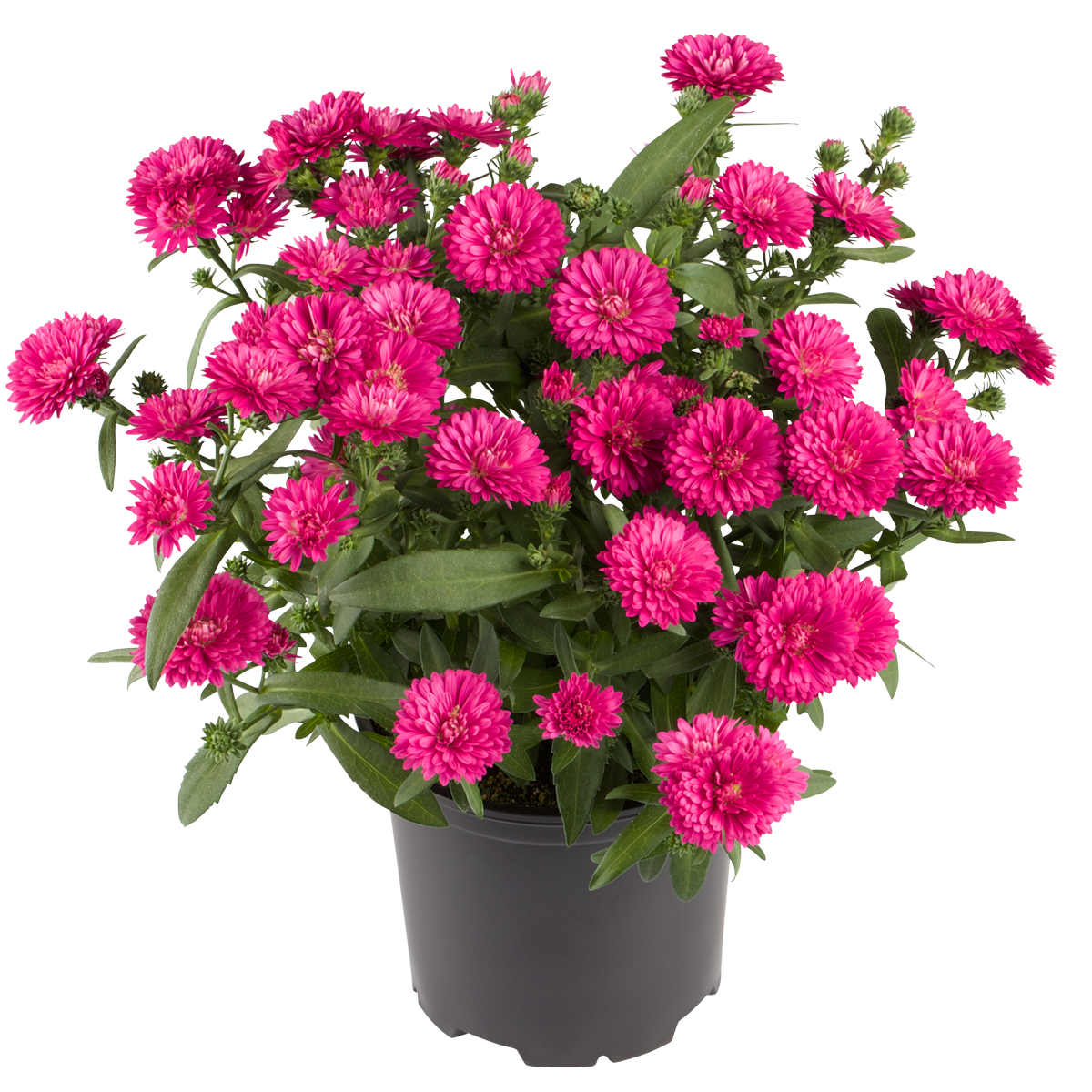 VictoriaAster® 11 cm
